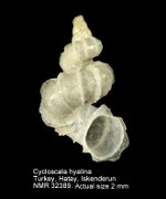 Cycloscala hyalina